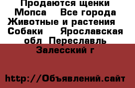 Продаются щенки Мопса. - Все города Животные и растения » Собаки   . Ярославская обл.,Переславль-Залесский г.